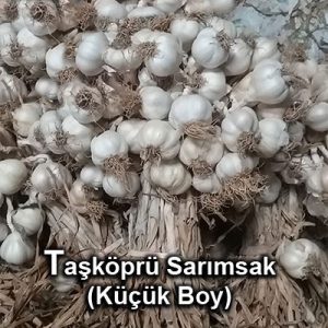 taskopru_sarimsak